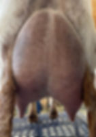 Brandy's 3F Udder