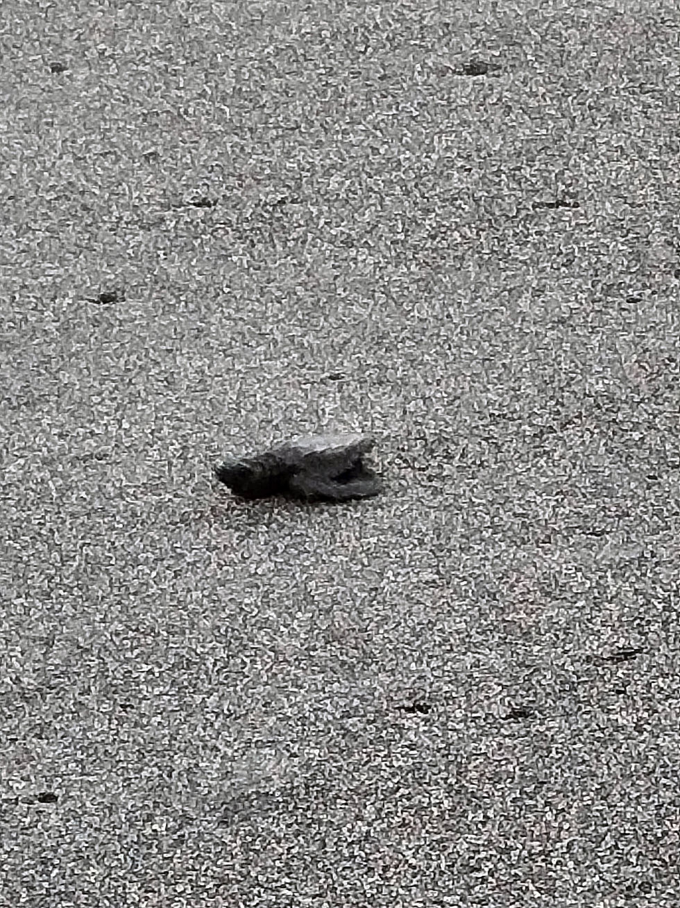 Tortuga liberada en El Paredon
