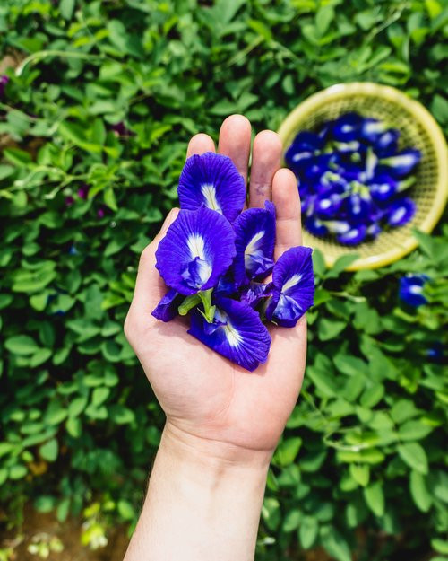 Butterfly Pea | Blue Tea | MY BLUE TEA