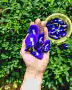 Butterfly Pea | Blue Tea | MY BLUE TEA