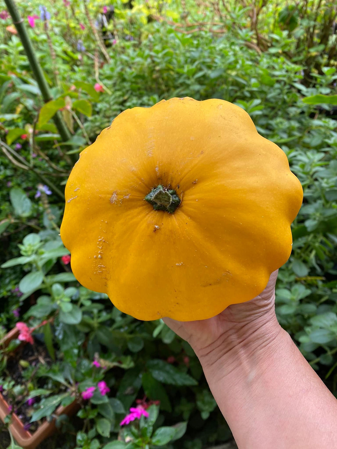 A yellow pumpkin | My Blue Tea | Pumpkins