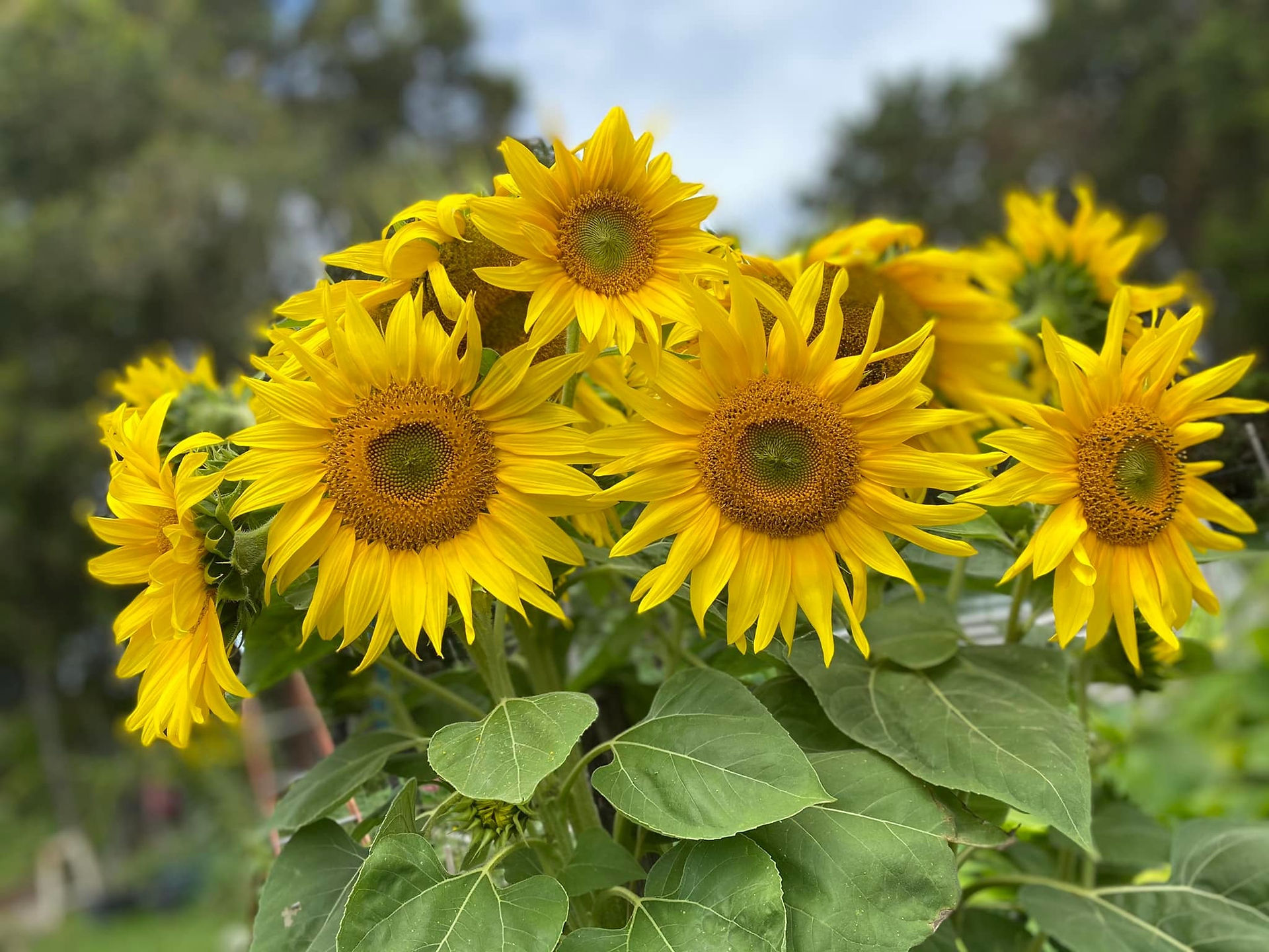 Sunflowers in the field | My Blue Tea