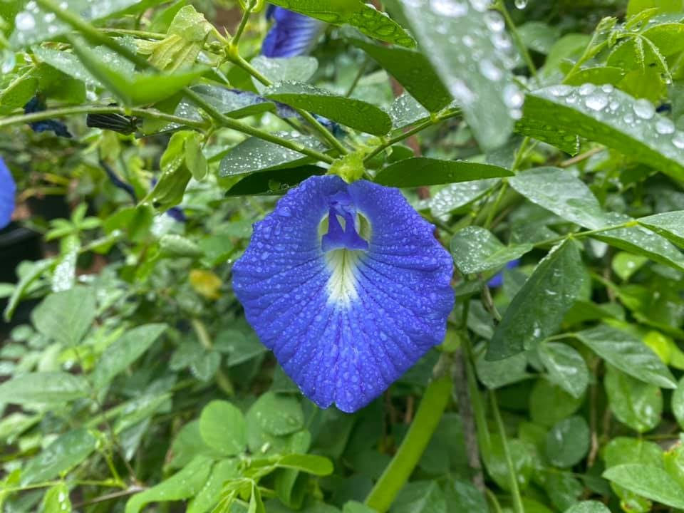 Butterfly Pea tea | Clitoria Ternate