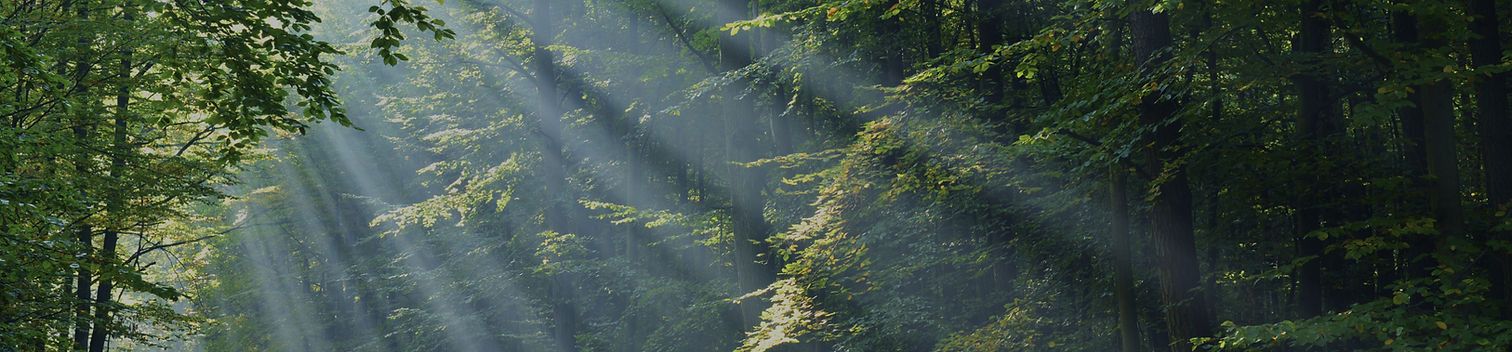 Forest_edited.jpg