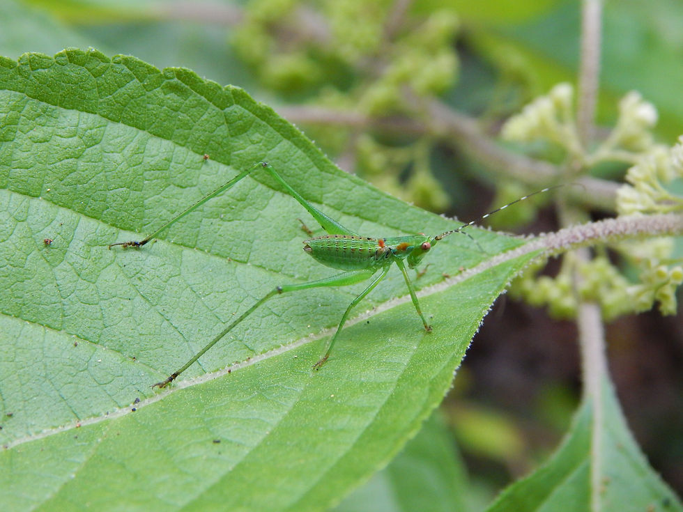 A fork-tailed bush katydid on a leaf