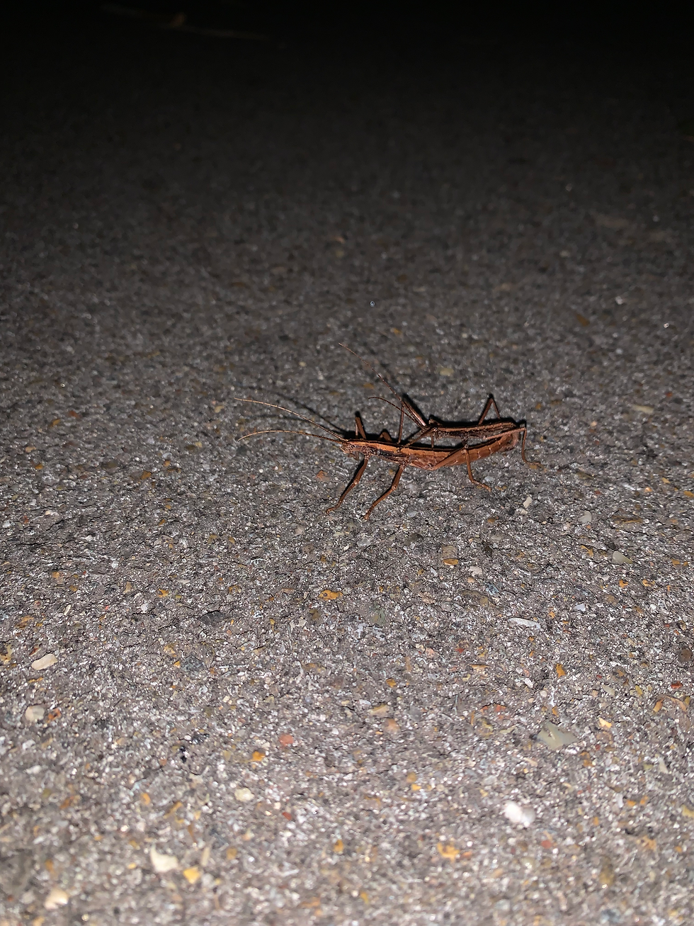 Two mating southern two-lined walking sticks on a concrete path