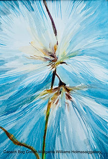 Cotton Grass Canach