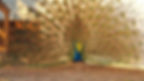 peacock2