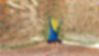 peacock3