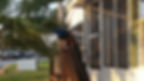 peacock6