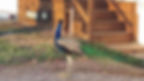 peacock5