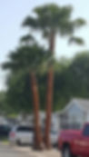 flora22