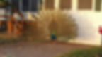 peacock4