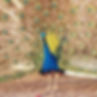 peacock1