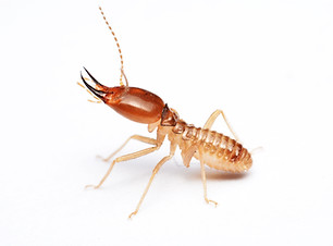 Termite