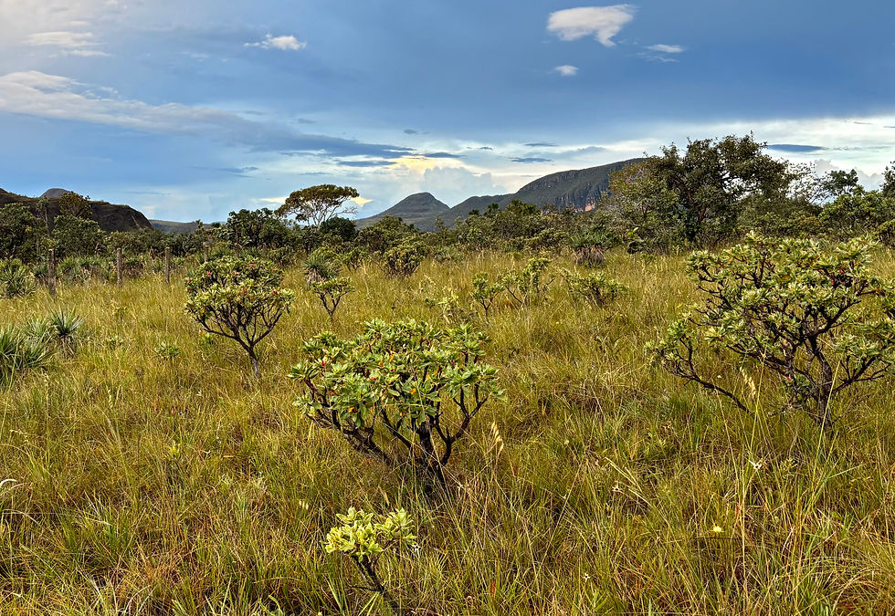 Open Cerrado landscape in Chapada dos Veadeiros, Brazil, with native shrubs and grasslands stretching toward rocky mountains under a cloudy sky.