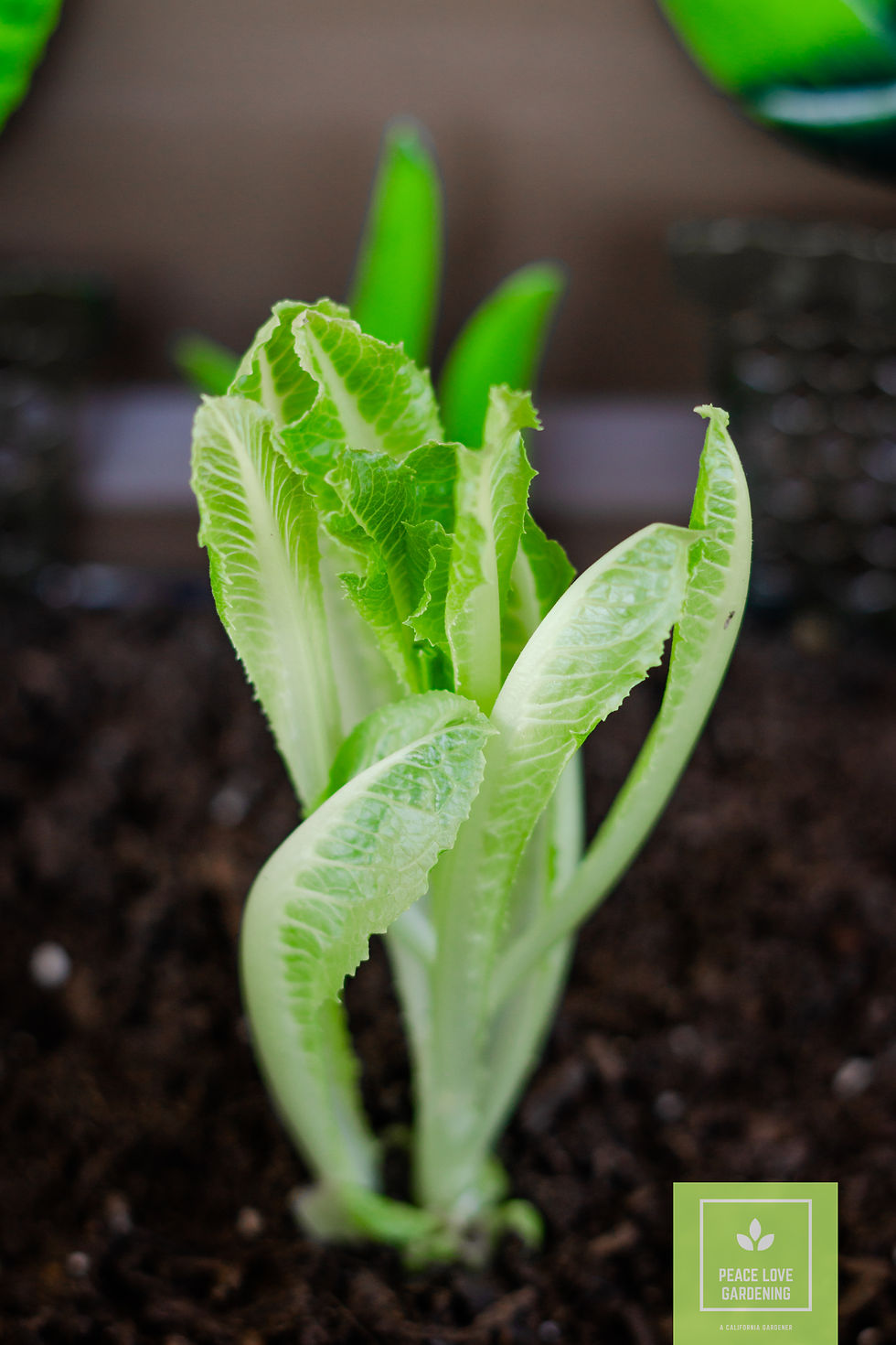 Closeup of lettuce growing