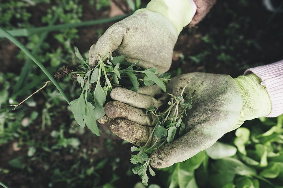Person pulling out weeds in their garden