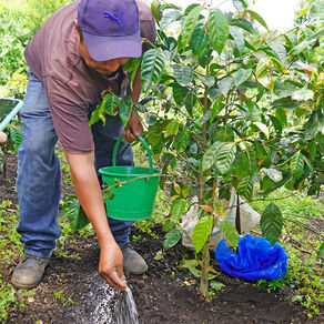 ¿Cómo llega el café a tu taza? Buena Tierra te invita a conocer el proceso