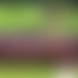 ¡Los chapines somos buenos para ayudar!