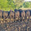 Thumbnail: SUMMARY DATA - Bulls For Sale