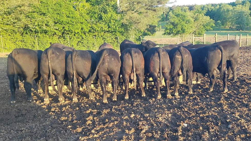 SUMMARY DATA - Bulls For Sale