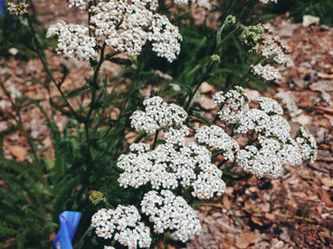 Bloom Report - June 11