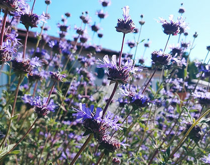 Salvia Pozo Blue flower w sky background.jpg