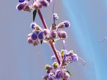 Bloom Report - July 23