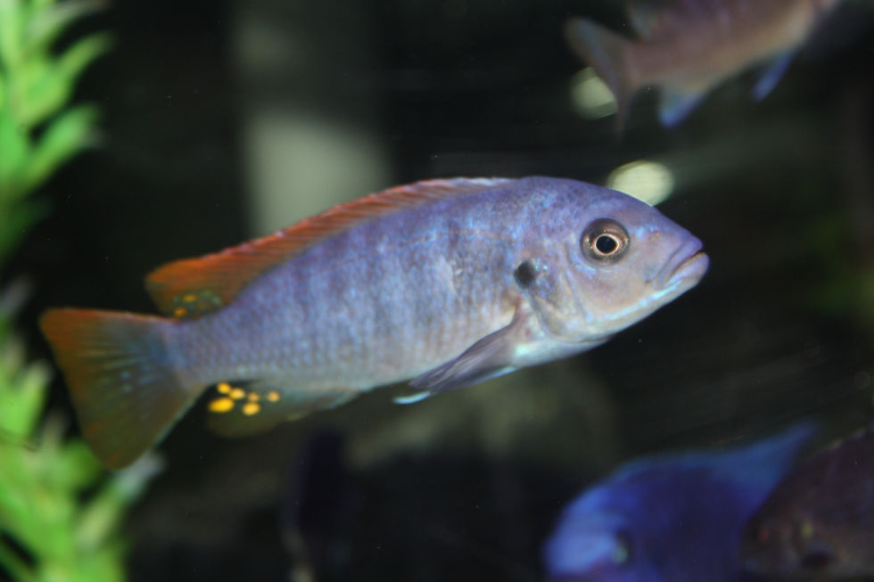 Miniatura: Maylandia Mbenji, Mbenji Island