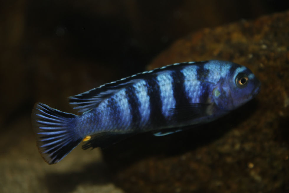 Miniatura: Chindongo Saulosi, Taiwan Reef