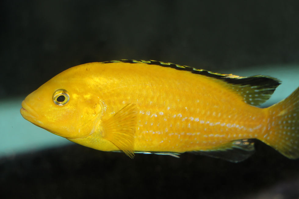 Miniatura: Labidochromis Caeruleus, Mbowe