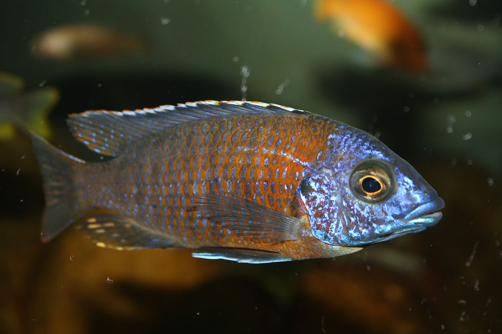 Miniatura: Copadichromis Borleyi, Kadango