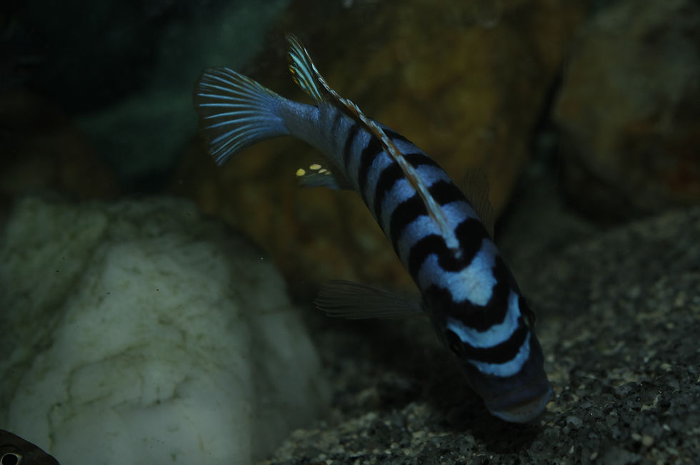 Miniatura: Maylandia Emmiltos, Mpanga Rocks