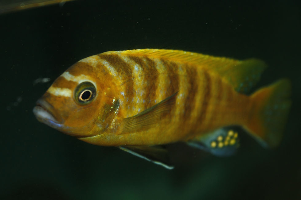 Miniatura: Maylandia Zebra Gold, Nkatha Bay