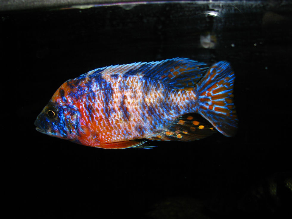 Miniatura: Aulonocara Calico, Hibrido