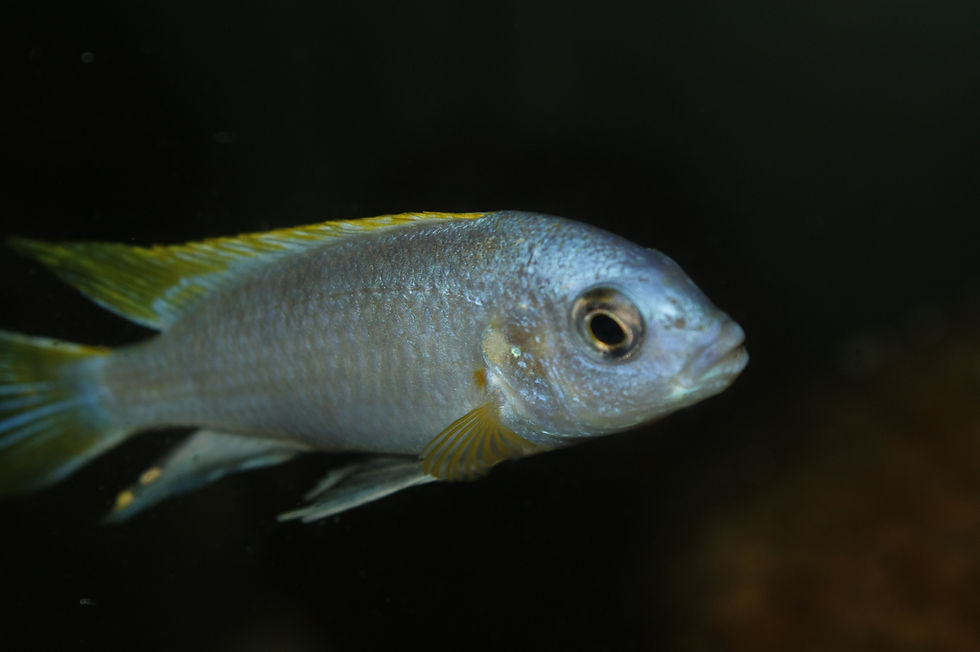 Miniatura: Labidochromis Perlmutt, Higga Reef