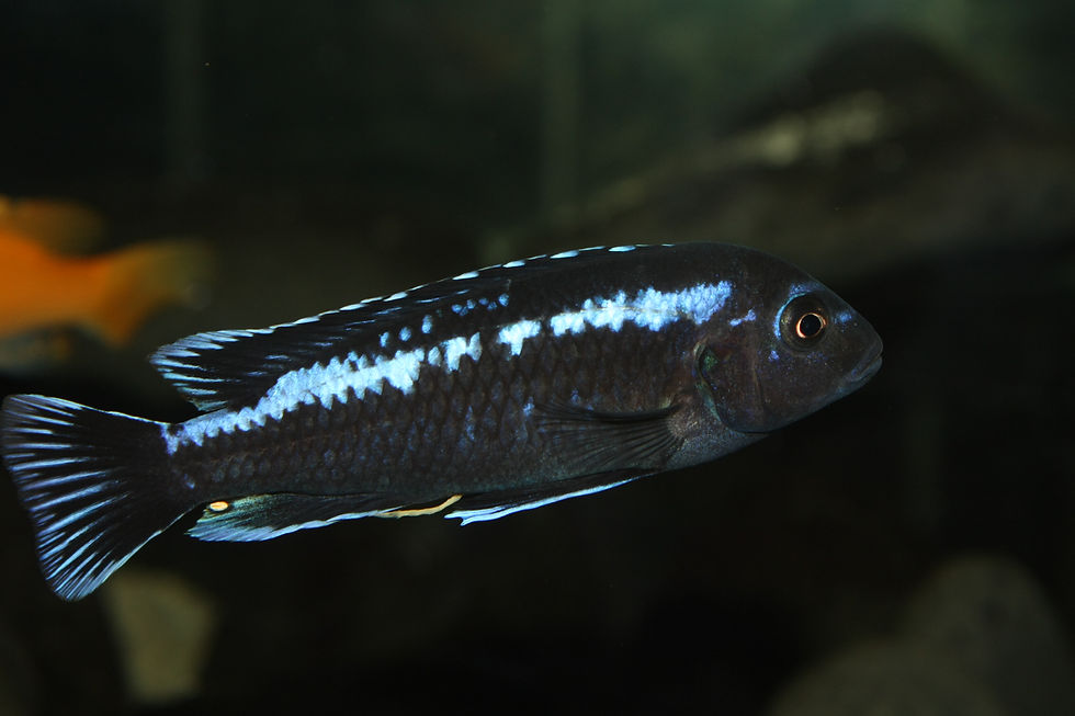 Miniatura: Pseudotropheus Interruptus, Chizumulu