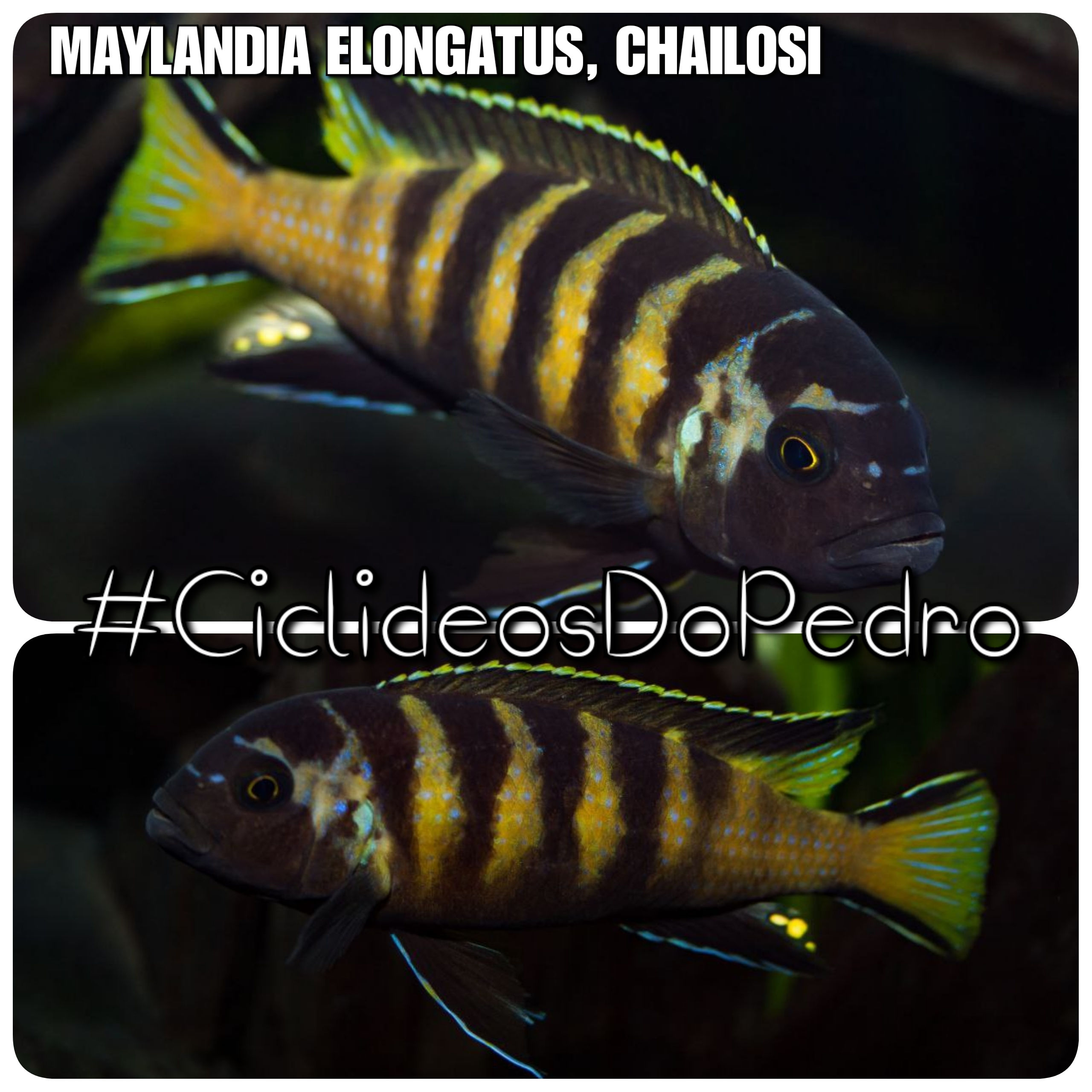 Maylandia Elongatus, Chailosi