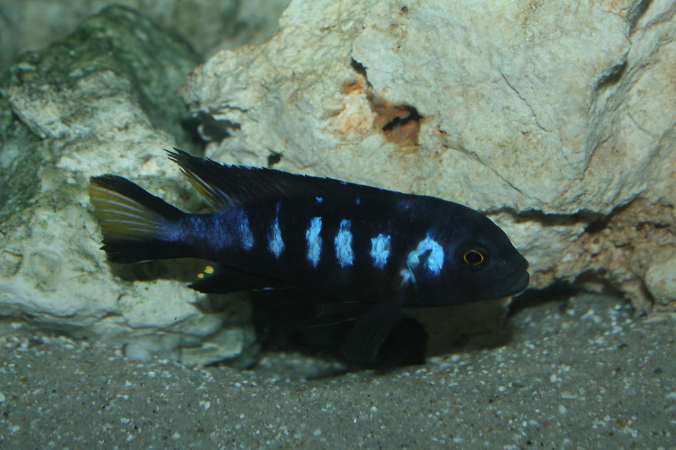 Miniatura: Maylandia Melissa, Chewere