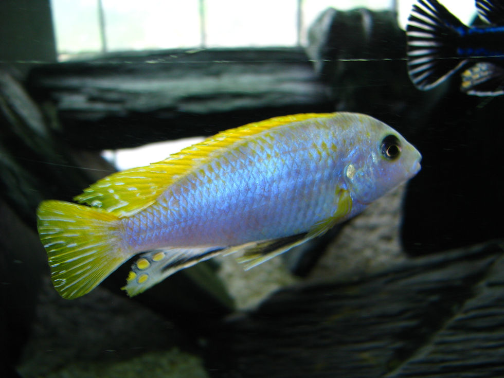 Miniatura: Labidochromis Perlmutt, Higga Reef
