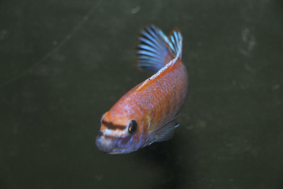 Miniatura: Labeotropheus Trewavasae, Chilumba