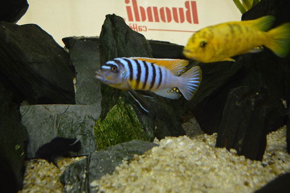 Miniatura: Maylandia Fainzilberi, Puulu