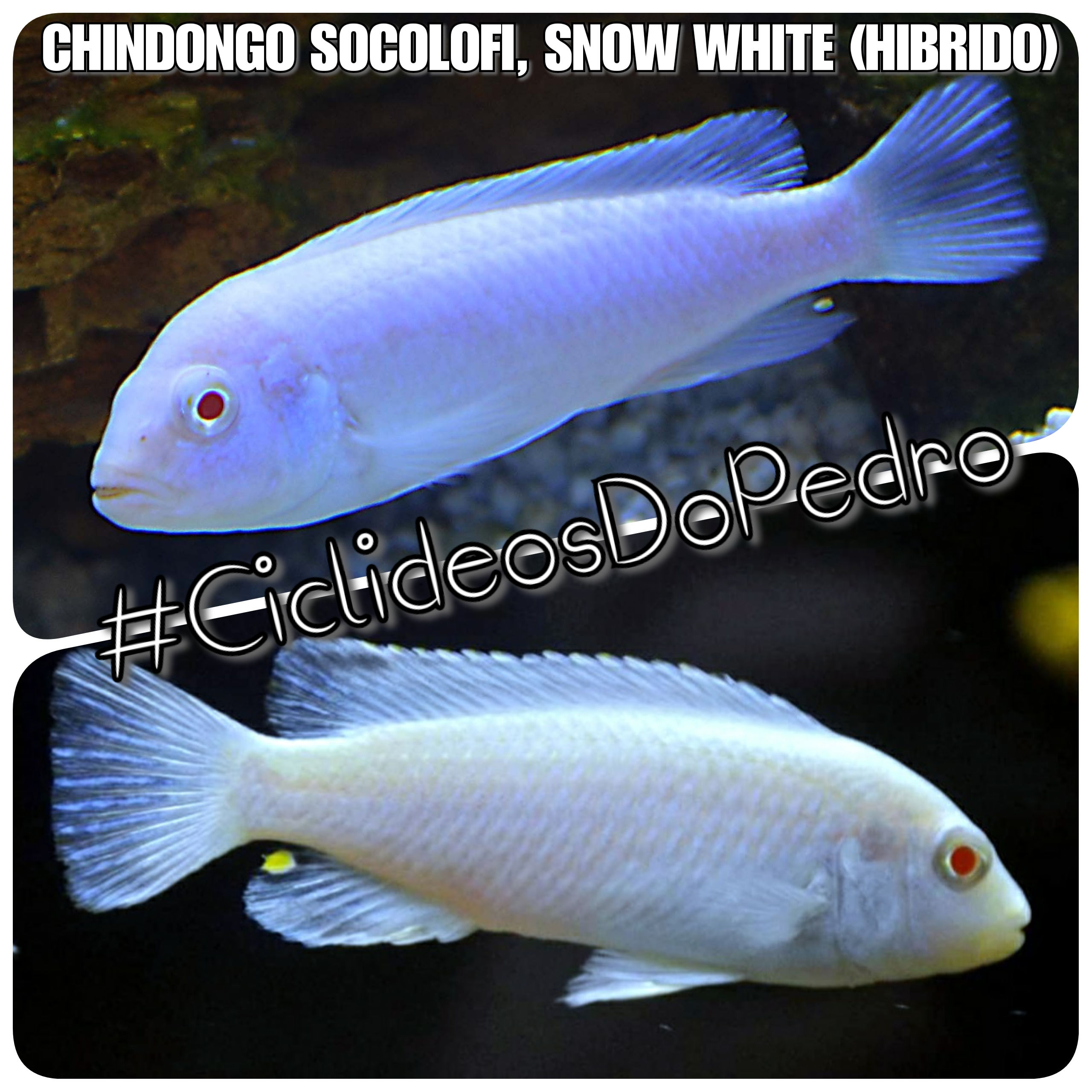 Chindongo Socolofi, Snow White