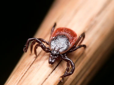 Close up photo of adult female deer tick crawling on piece of straw