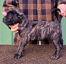 presa canario puppy male 1.jpg