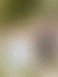 fotografia de boda documental en complejo el olivar en alcala de henares en madrid