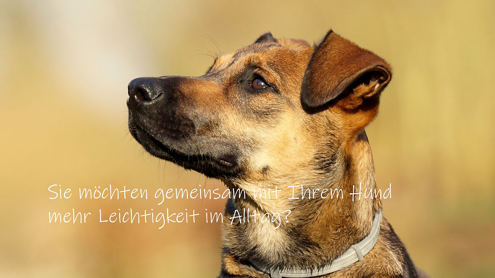 Hundeschule Bremen