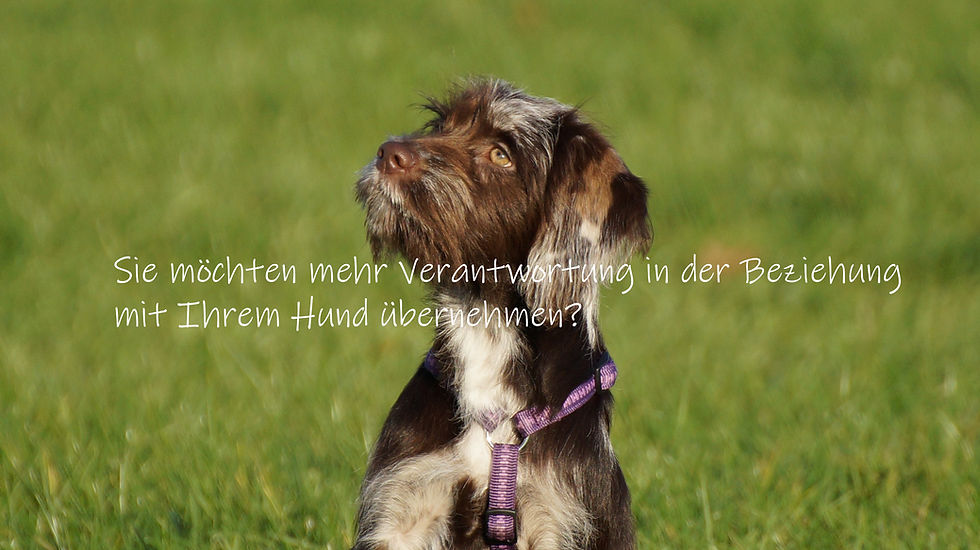 Hundeschule Lilienthal