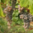 frontenac-gris-grapevines.jpeg